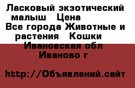 Ласковый экзотический малыш › Цена ­ 25 000 - Все города Животные и растения » Кошки   . Ивановская обл.,Иваново г.